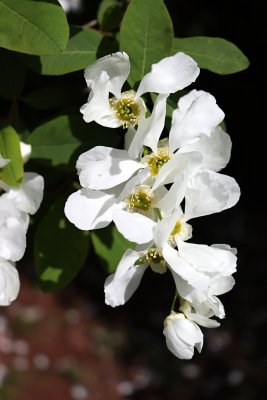 Exochorda racemosa - hroznovec hroznatý - květ 4
